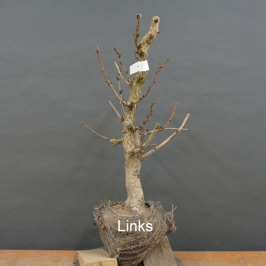 Corylus Hasel Bonsai