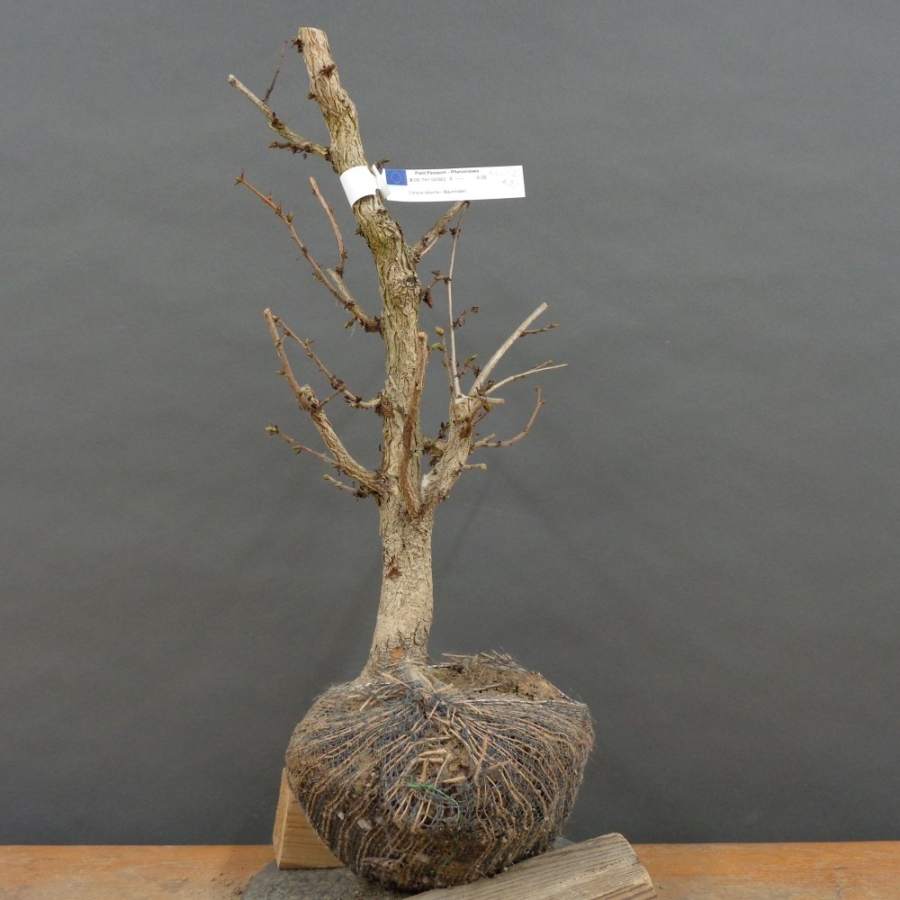 Corylus Hasel Bonsai