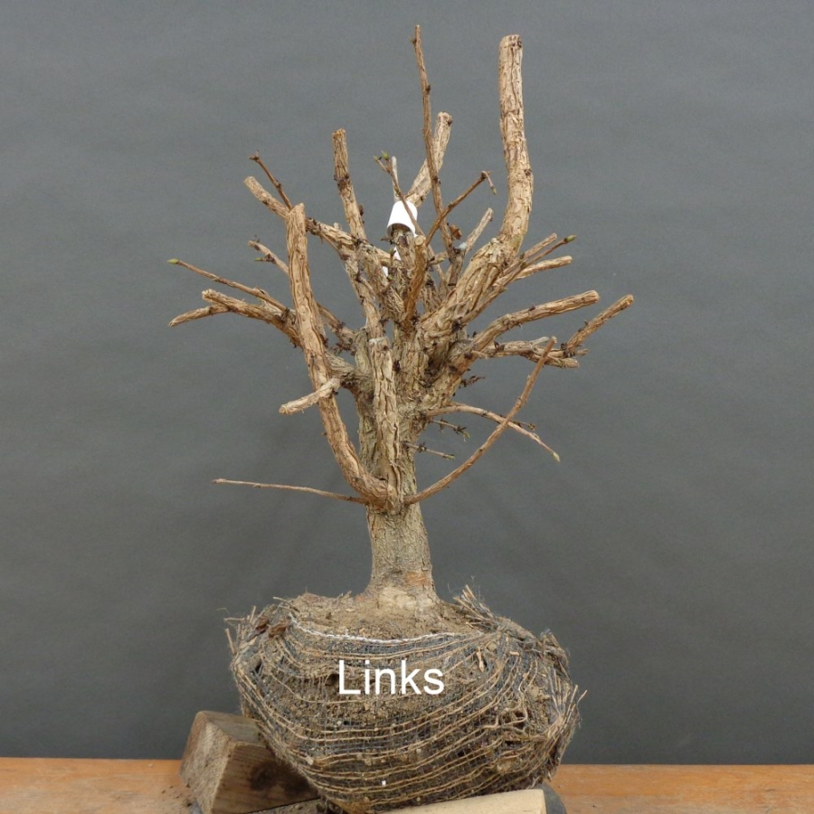 Corylus Hasel Bonsai