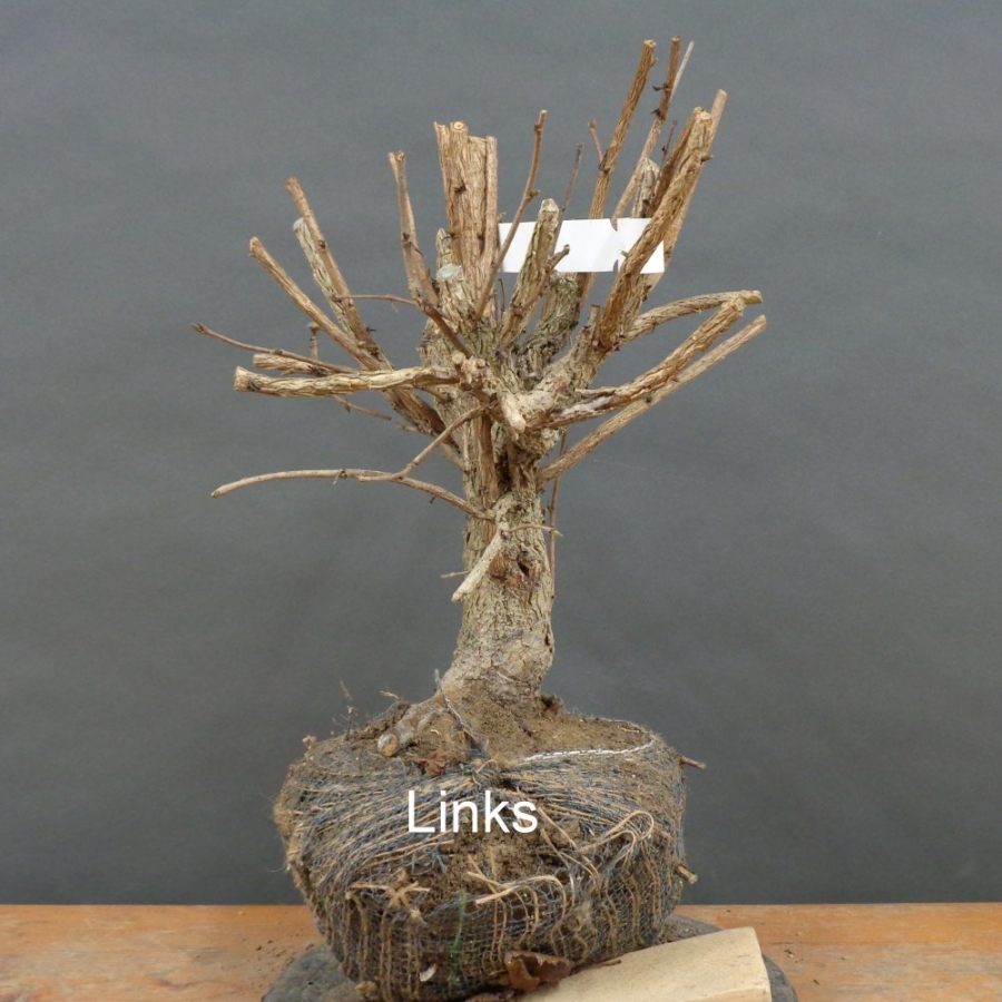 Corylus Hasel Bonsai
