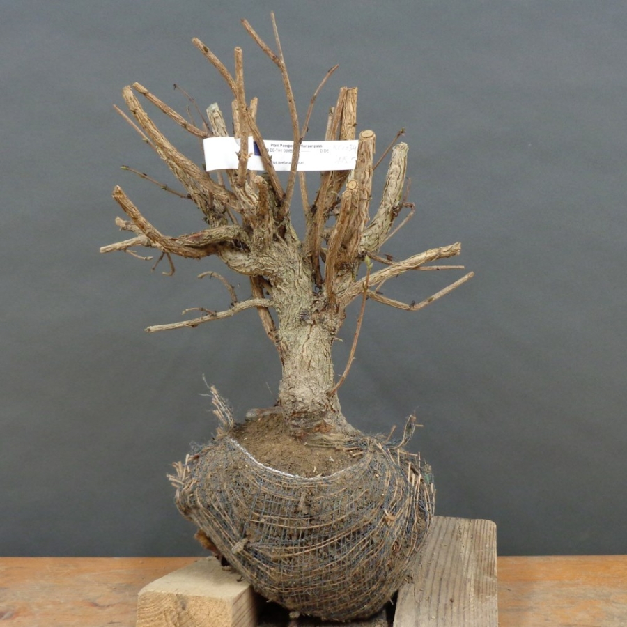 Corylus Hasel Bonsai