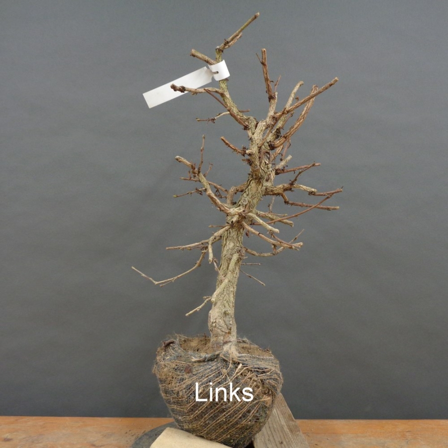 Corylus Hasel Bonsai