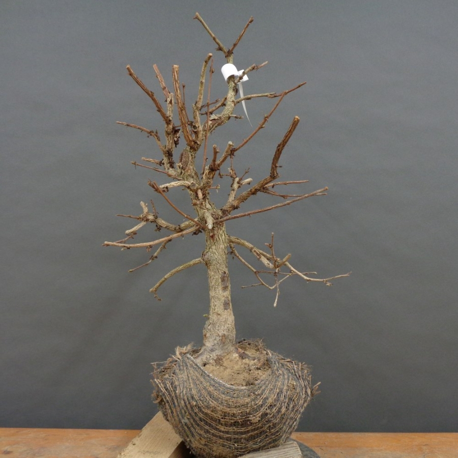 Corylus Hasel Bonsai