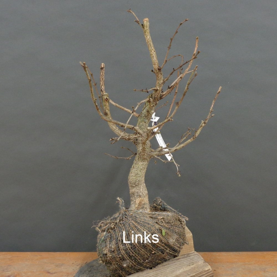 Corylus Hasel Bonsai