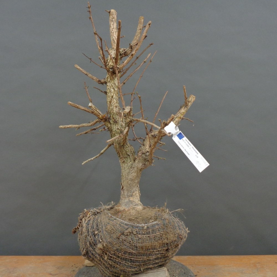 Corylus Hasel Bonsai