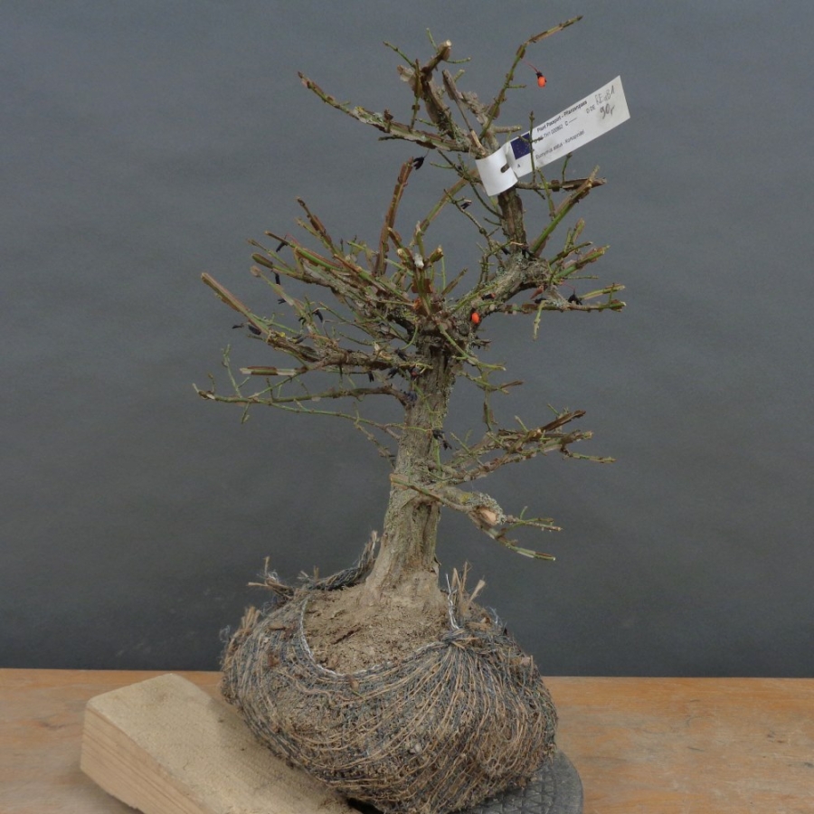 Pre-Bonsai, Korkspindelstrauch
