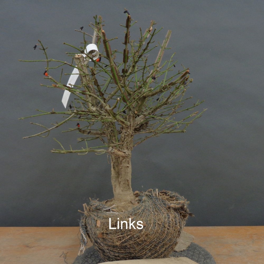 Pre-Bonsai, Korkspindelstrauch