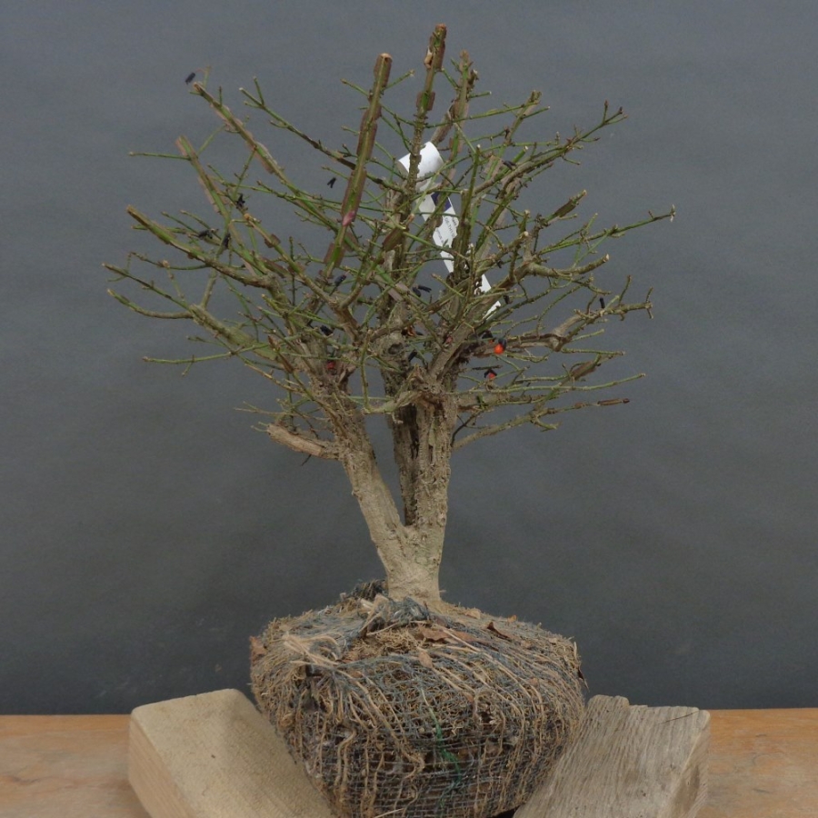 Pre-Bonsai, Korkspindelstrauch