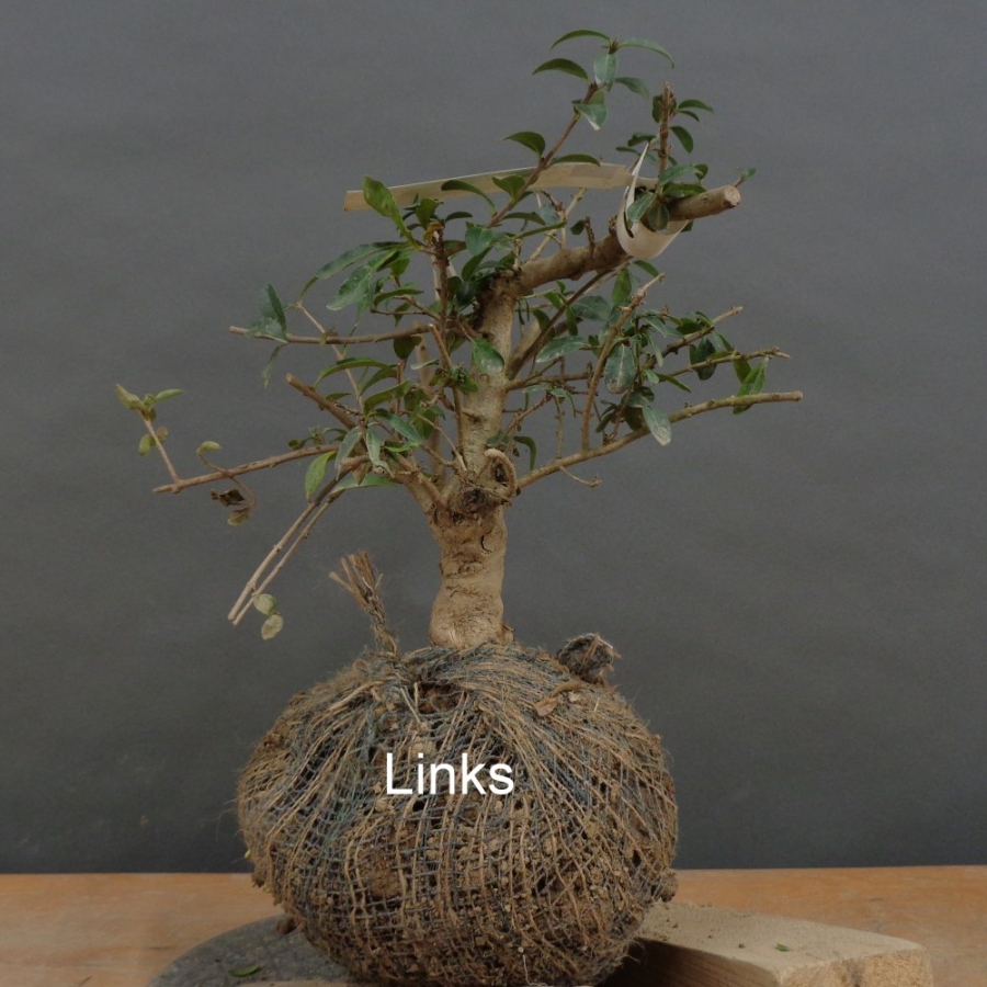 Liguster, Ligustrum vulgare