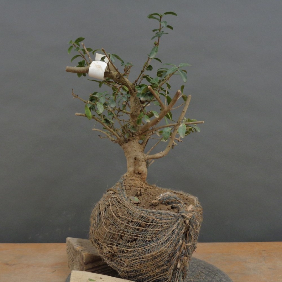 Liguster, Ligustrum vulgare