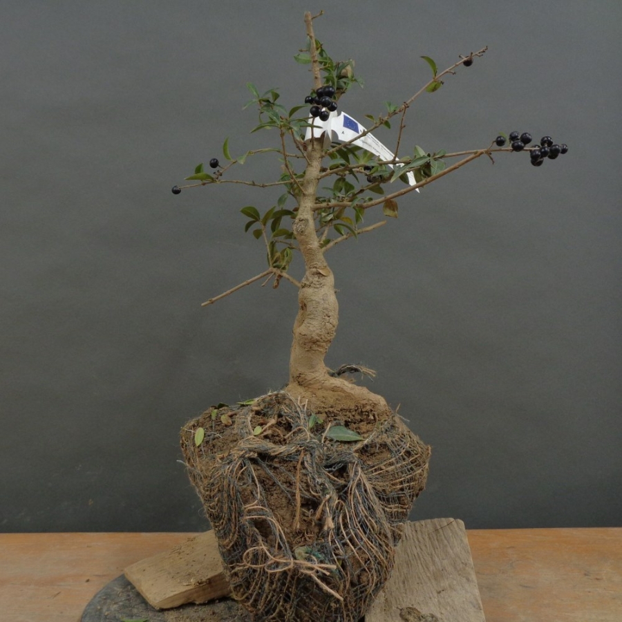 Liguster, Ligustrum vulgare