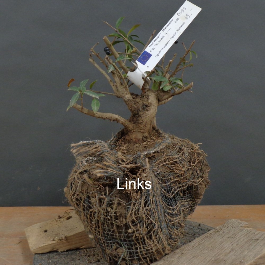 Liguster, Ligustrum vulgare