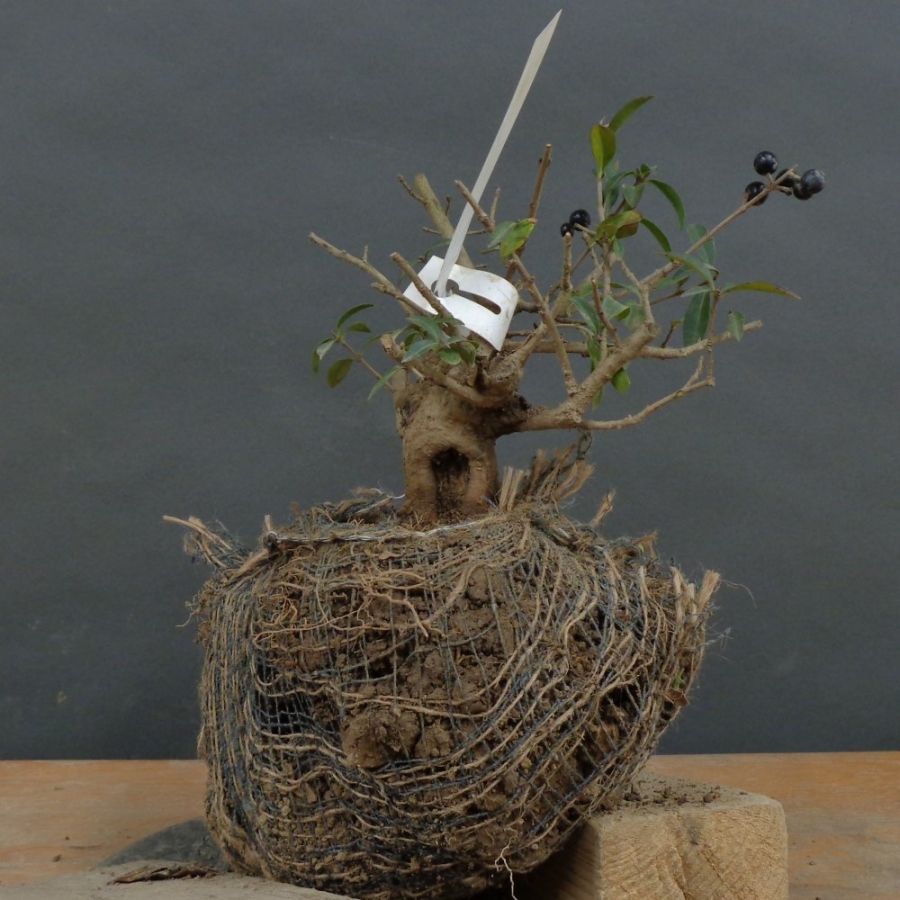 Liguster, Ligustrum vulgare