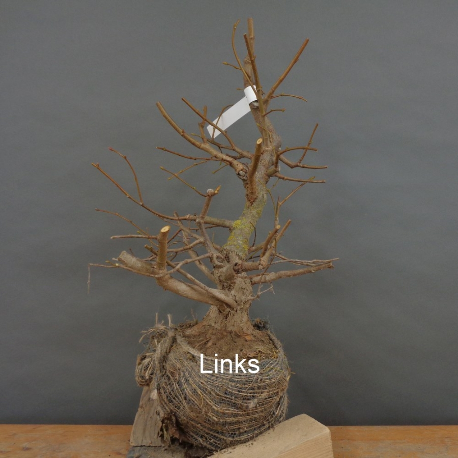 Tilia, cordata, Linde, Winterlinde, Bonsai