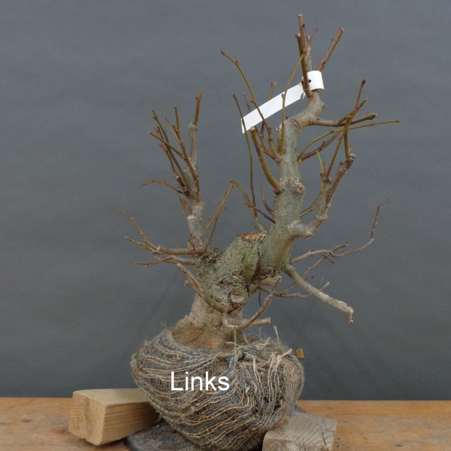 Tilia, cordata, Linde, Winterlinde, Bonsai