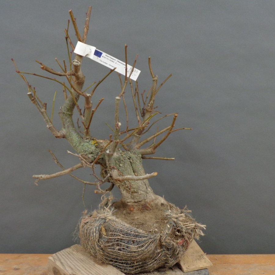 Tilia, cordata, Linde, Winterlinde, Bonsai
