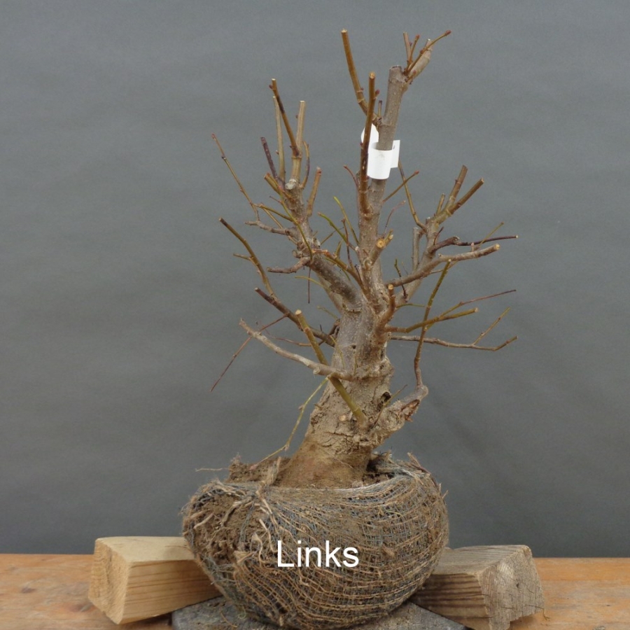 Tilia, cordata, Linde, Winterlinde, Bonsai