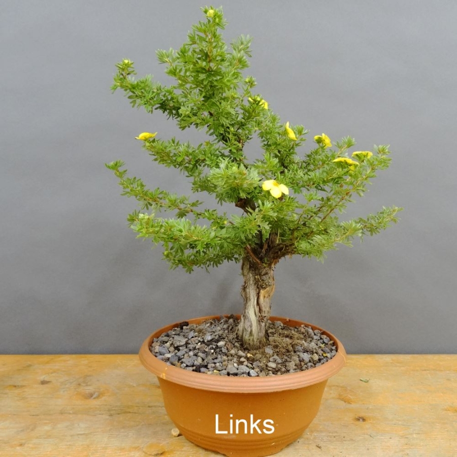Potentilla, Fingerstrauch, Bonsai