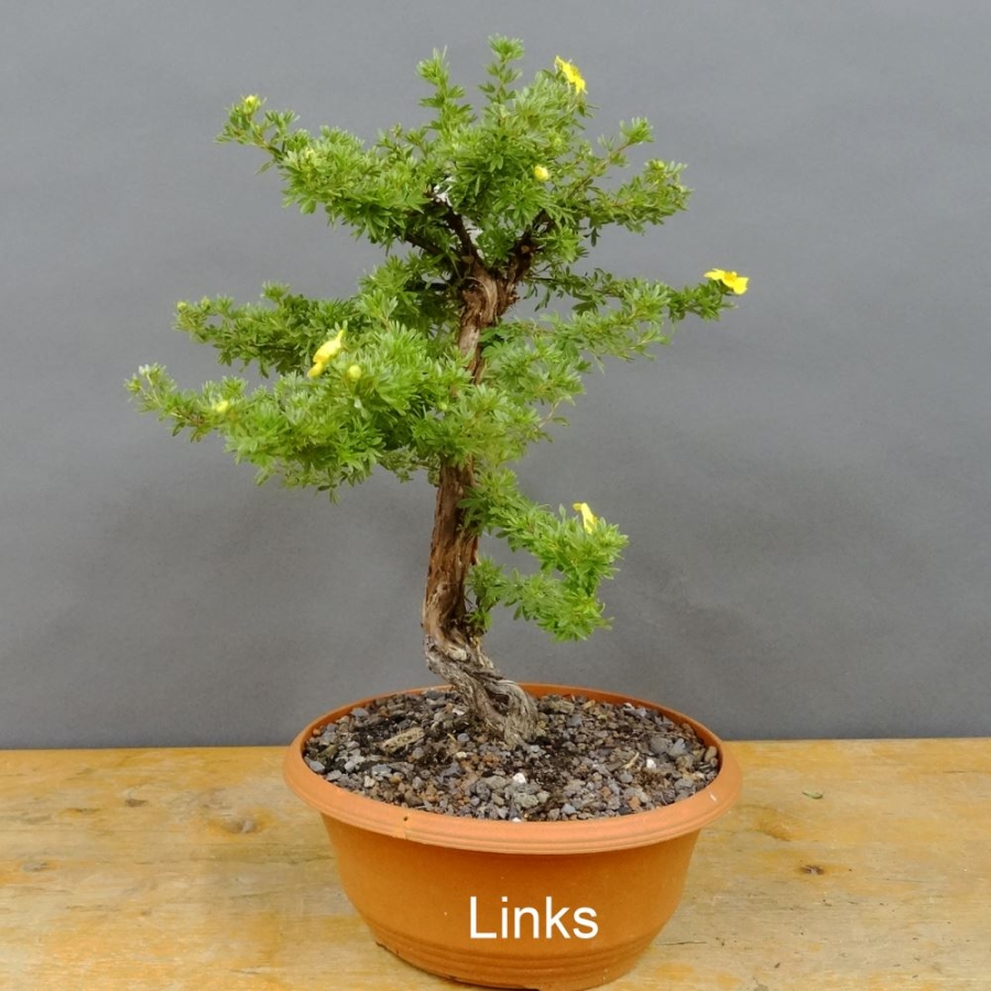 Potentilla, Fingerstrauch, Bonsai