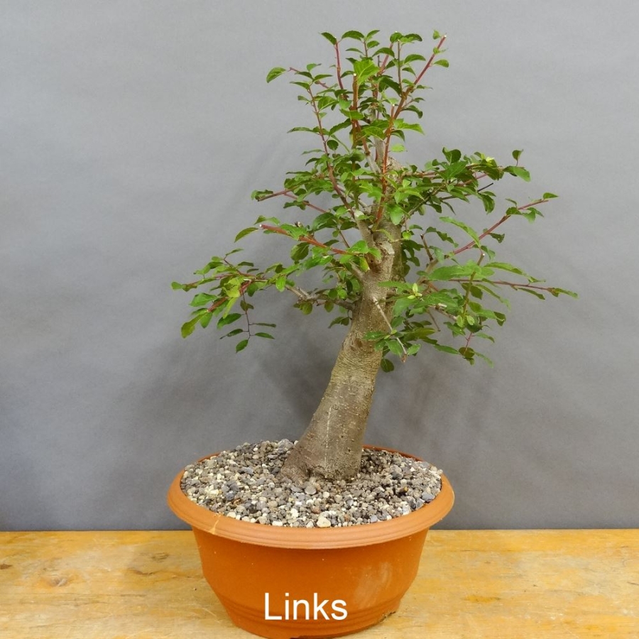 Prunus mahaleb, Steinweichsel, Bonsai