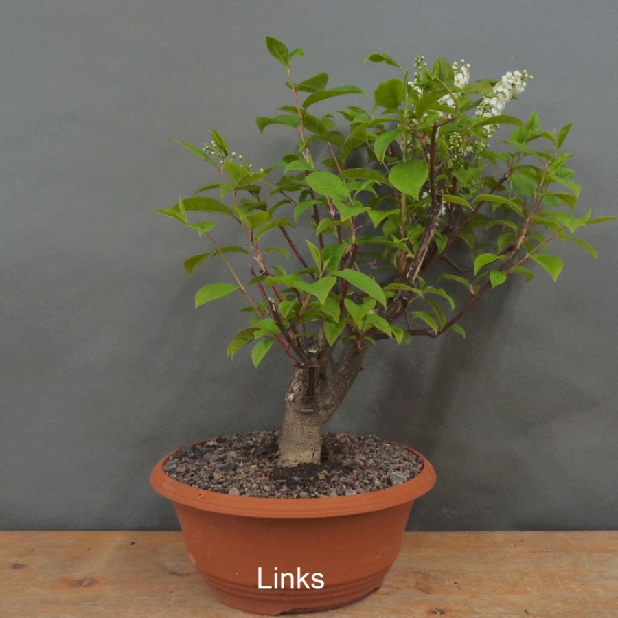 Prunus padus, Traubenkirsche, Bonsai
