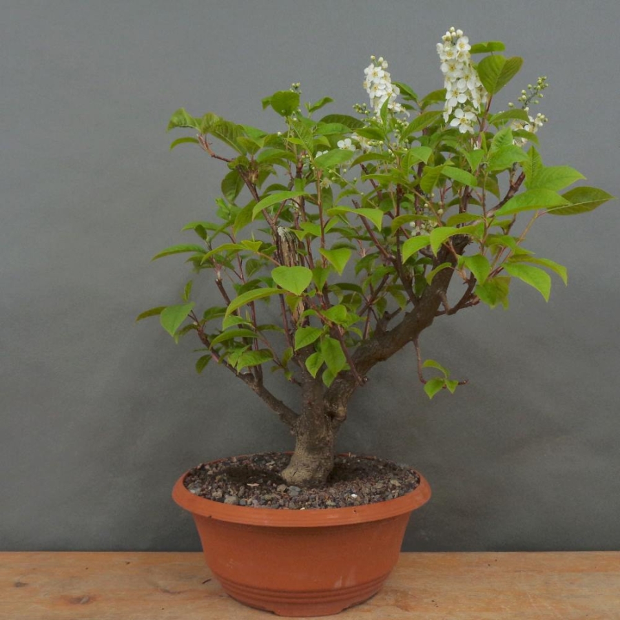 Prunus padus, Traubenkirsche, Bonsai