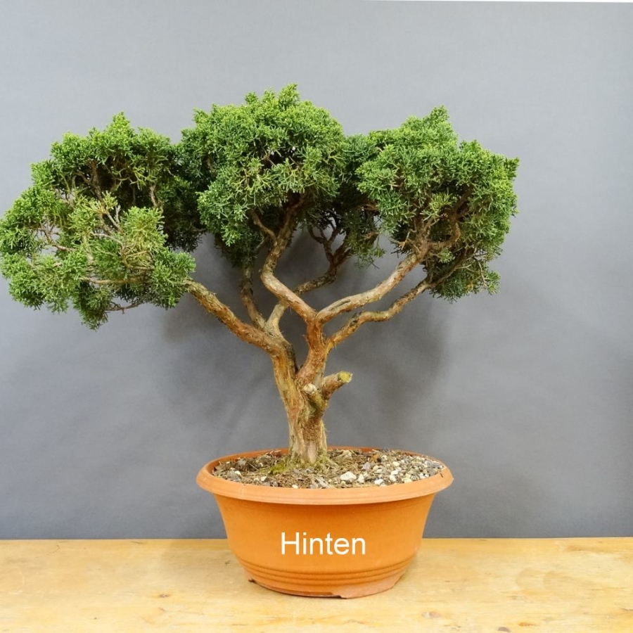 Juniperus chinensis
