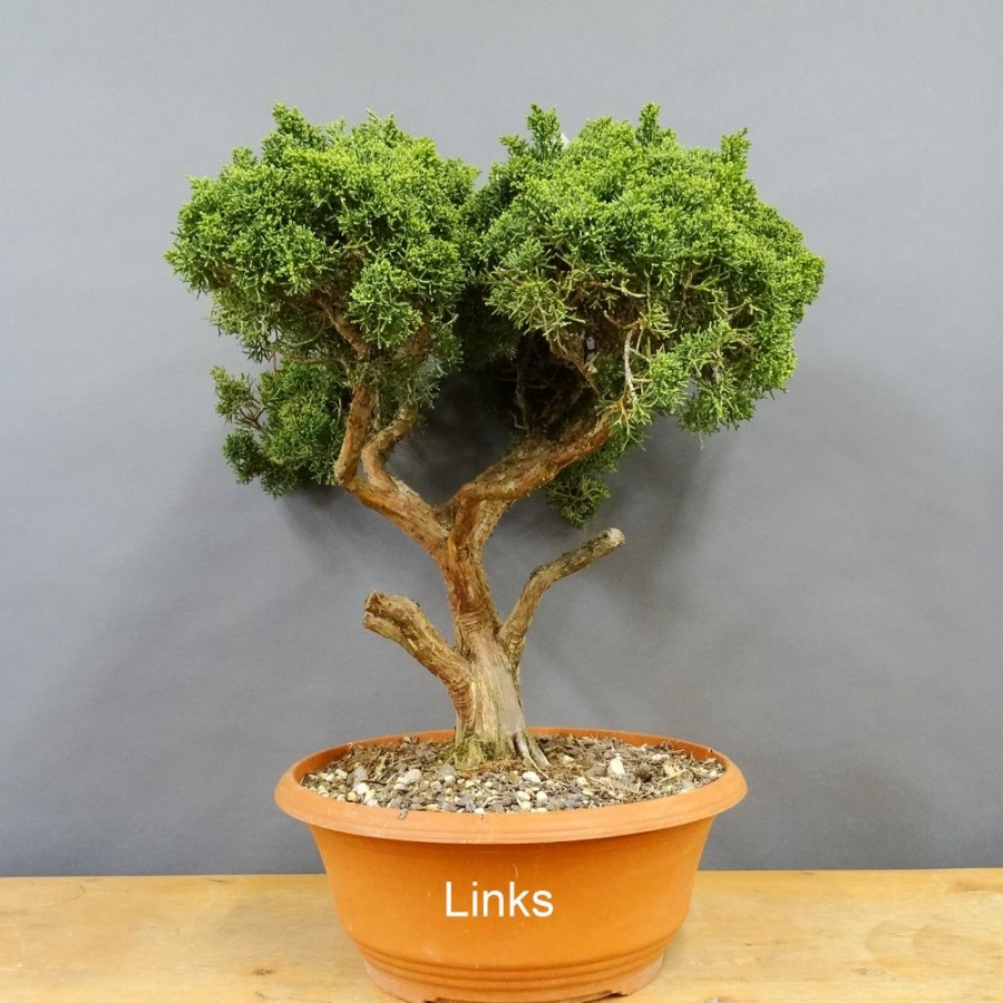 Juniperus chinensis