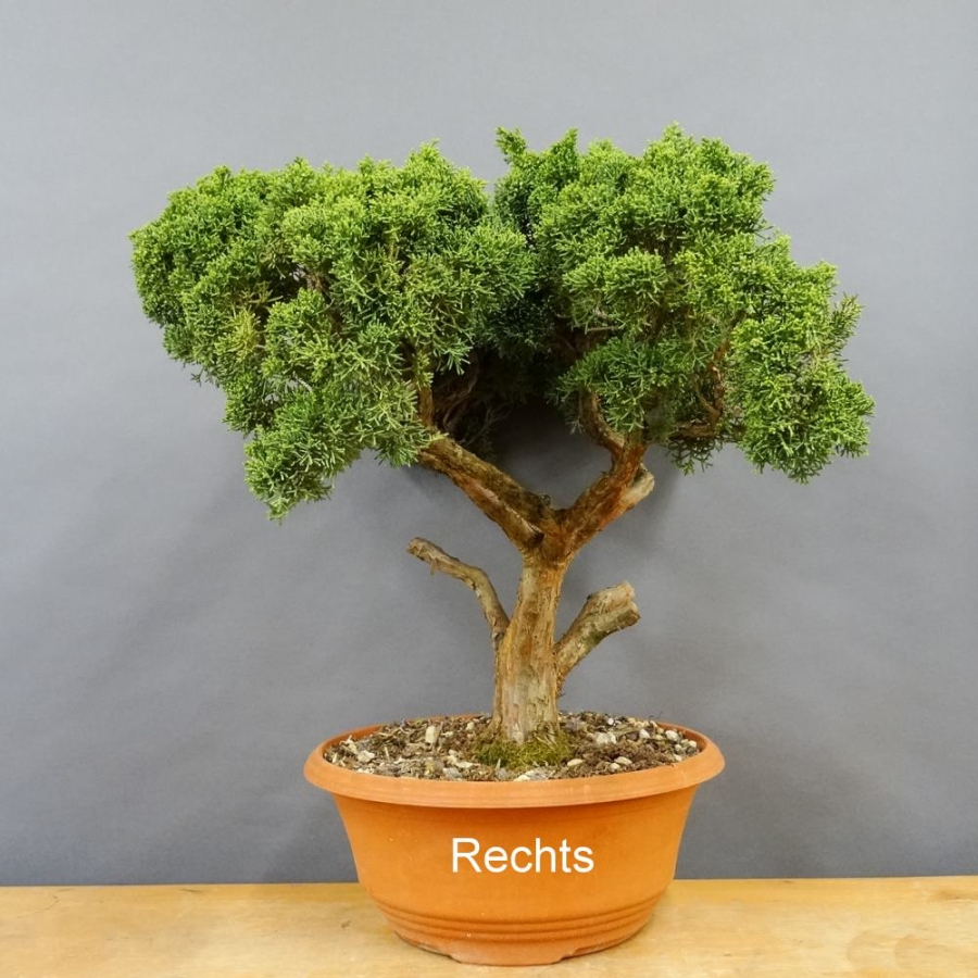 Juniperus chinensis