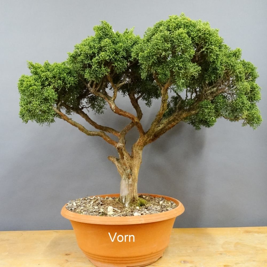 Juniperus chinensis