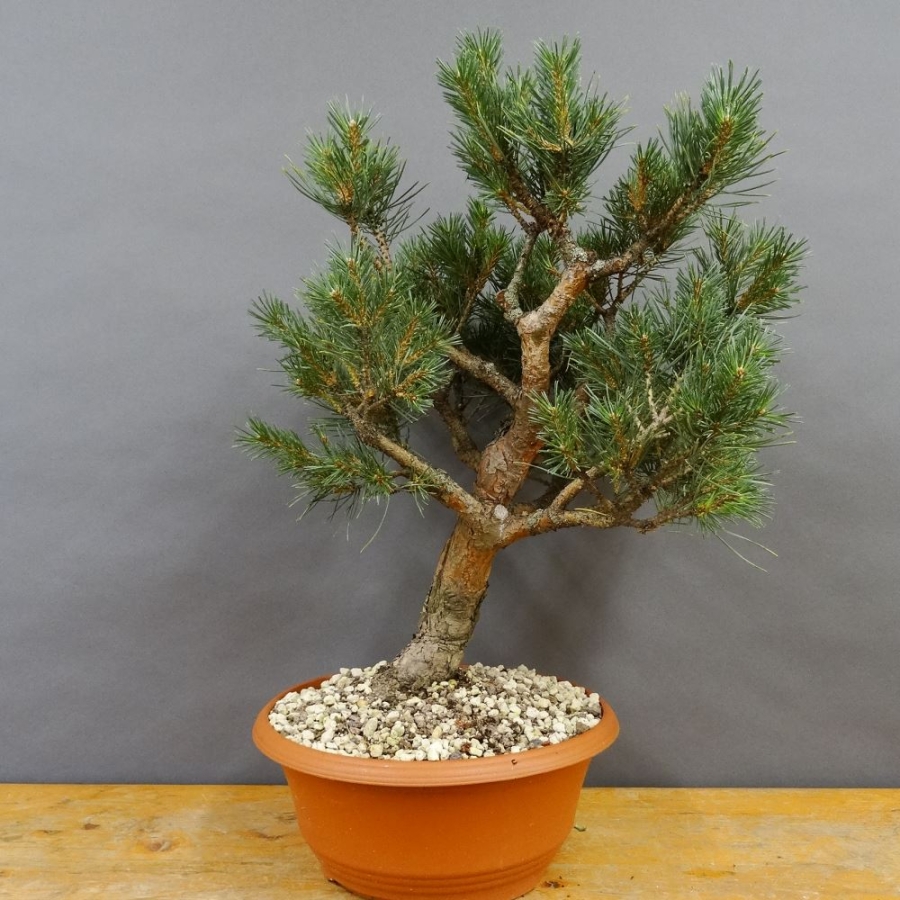 Pinus sylvestris Silberkiefer