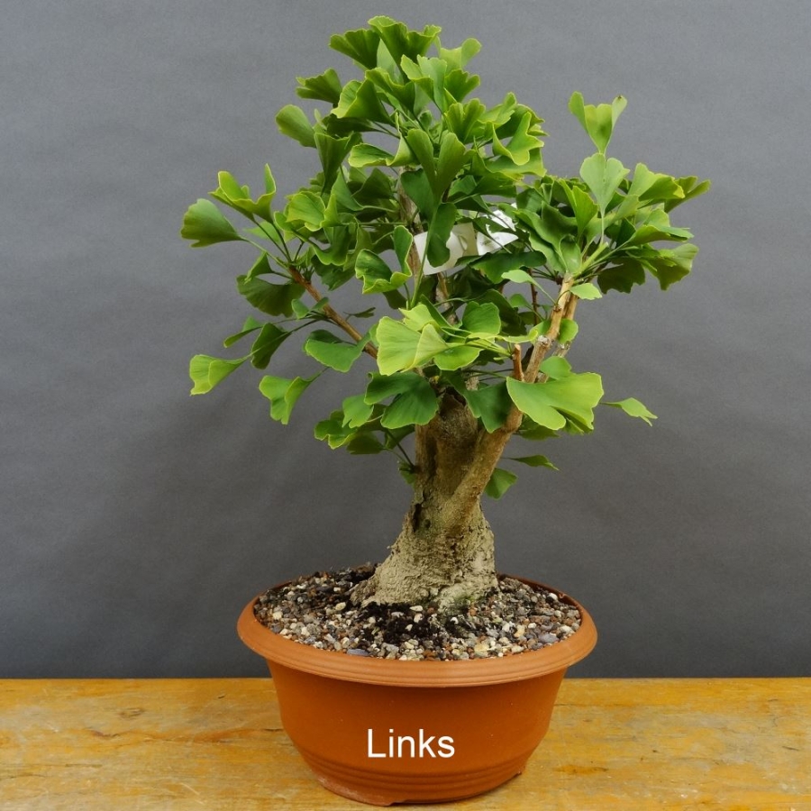 Ginkgo biloba Bonsai