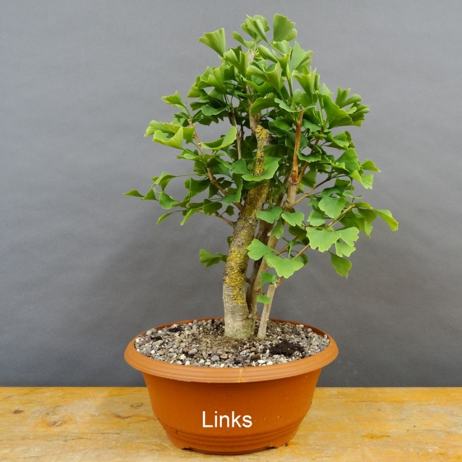 Ginkgo biloba Bonsai
