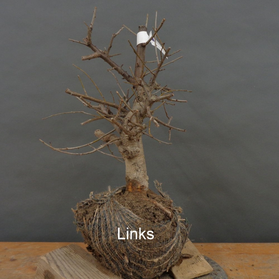 Prunus mahaleb, Steinweichsel, Bonsai