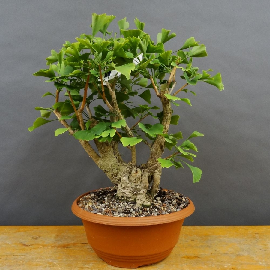 Ginkgo biloba Bonsai