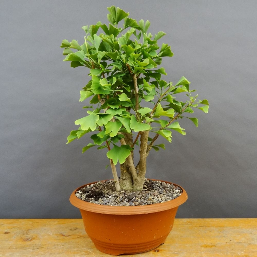 Ginkgo biloba Bonsai