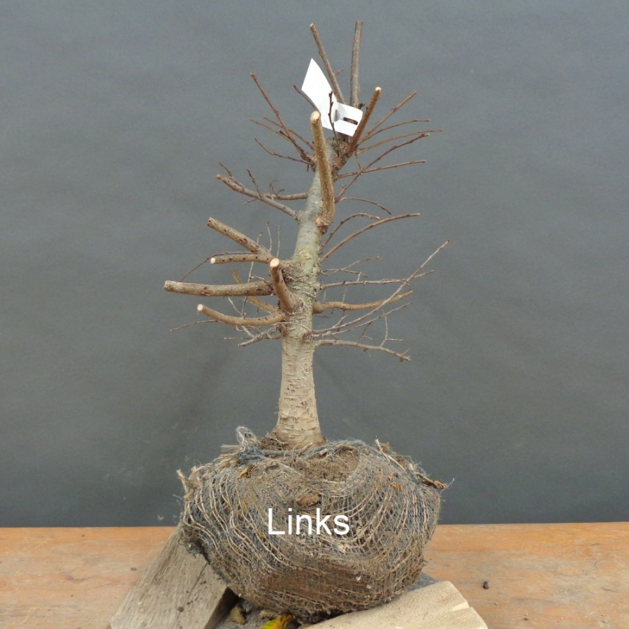 Pre-Bonsai, Zelkova serrata