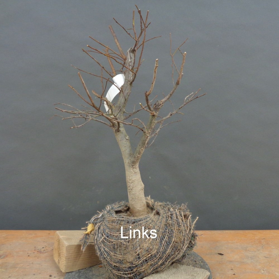 Pre-Bonsai, Zelkova serrata