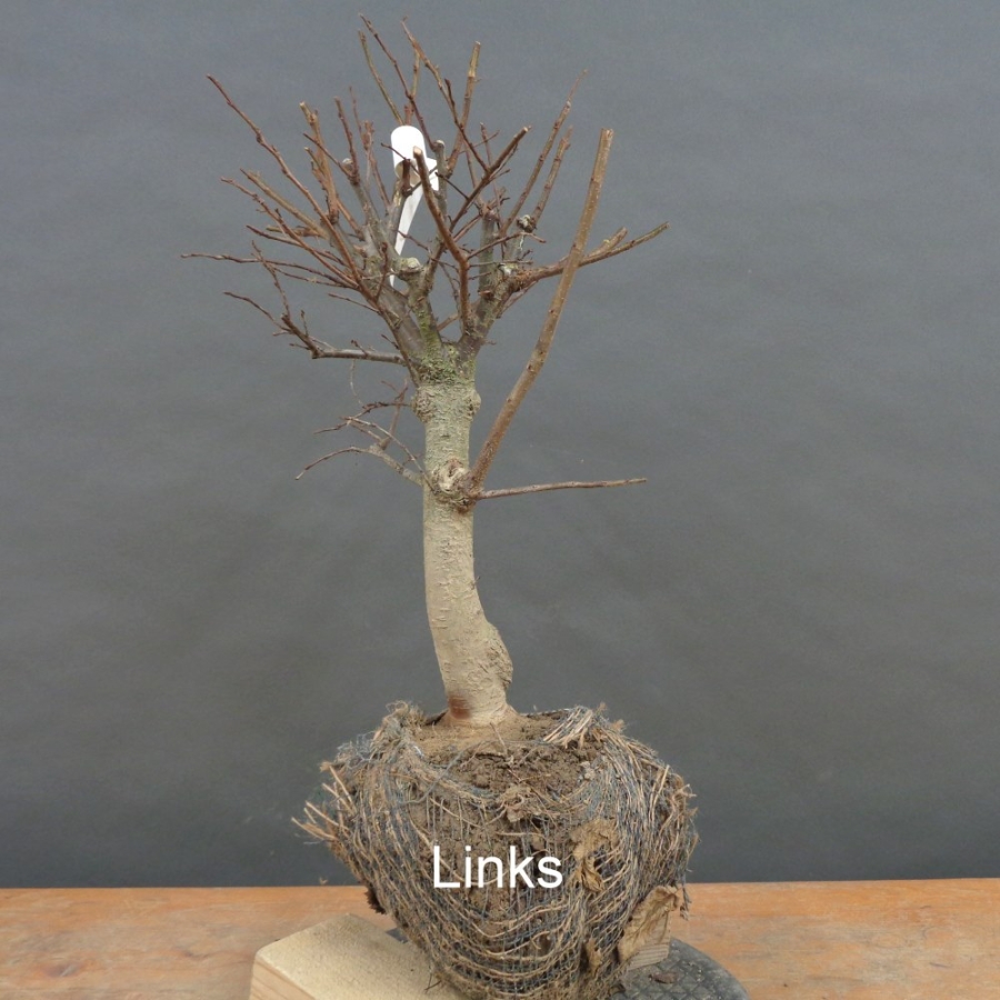 Pre-Bonsai, Zelkova serrata