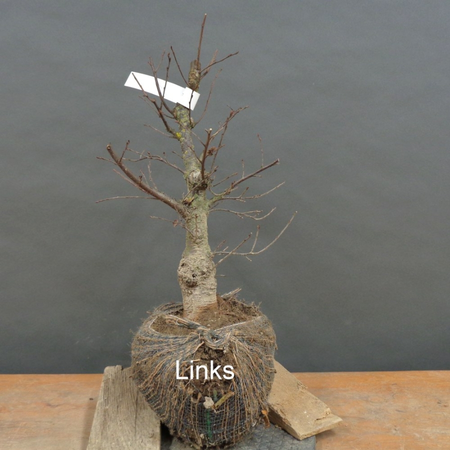 Pre-Bonsai, Zelkova serrata