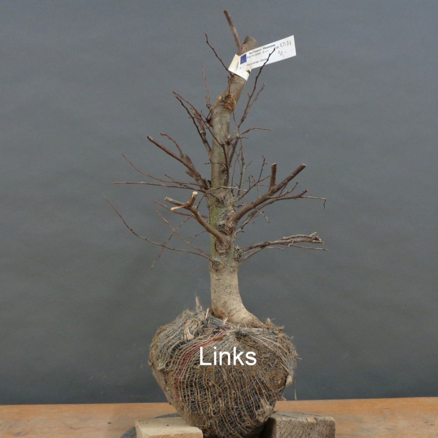 Pre-Bonsai, Zelkova serrata