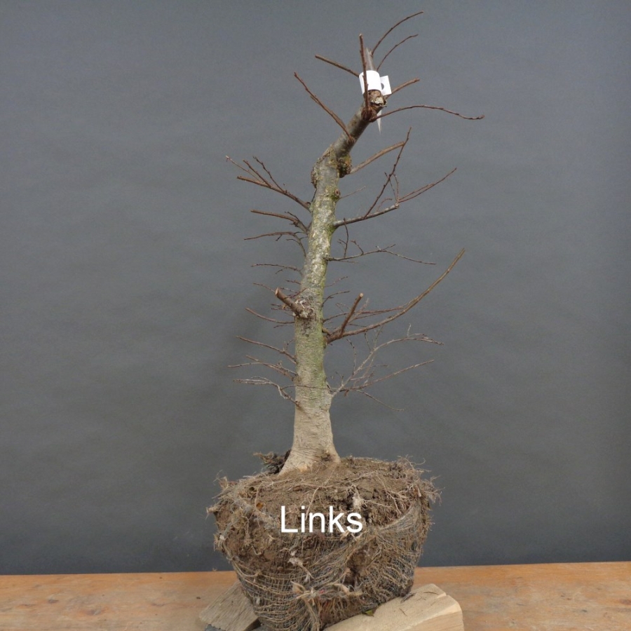 Pre-Bonsai, Zelkova serrata