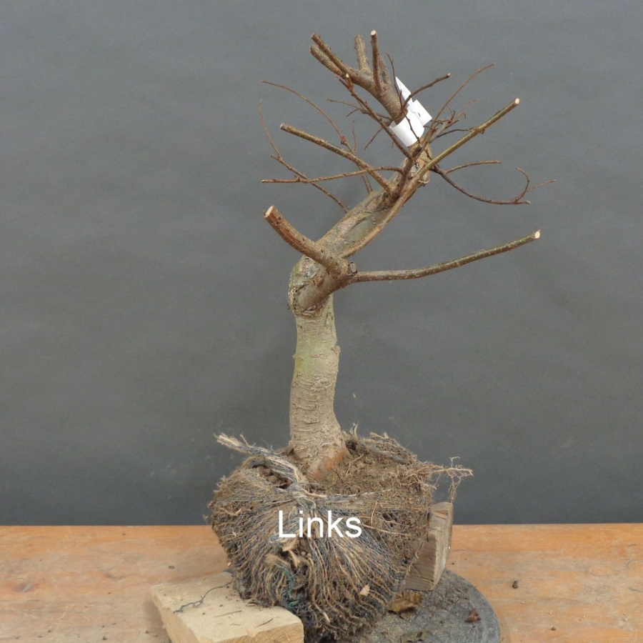 Pre-Bonsai, Zelkova serrata