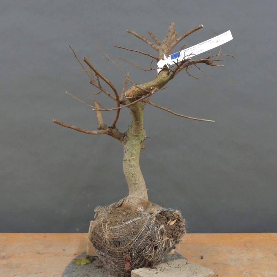 Pre-Bonsai, Zelkove