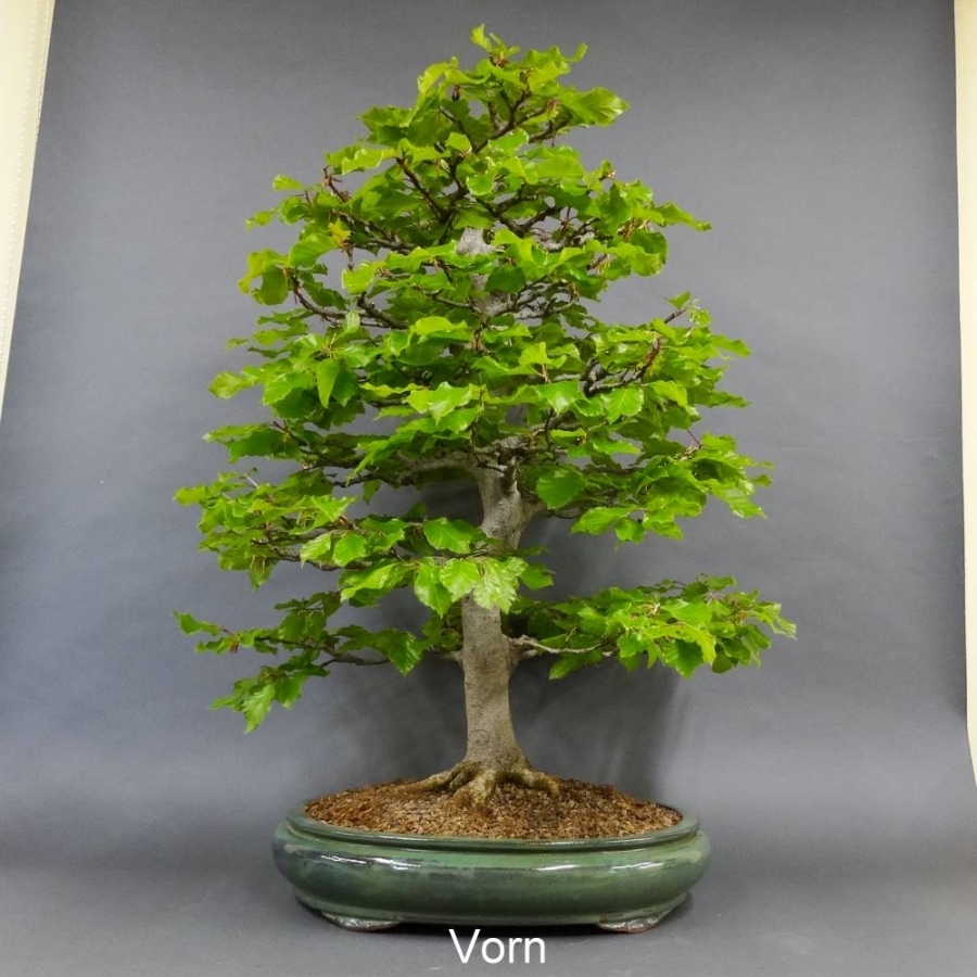 Rotbuche - Fagus sylvatica 20