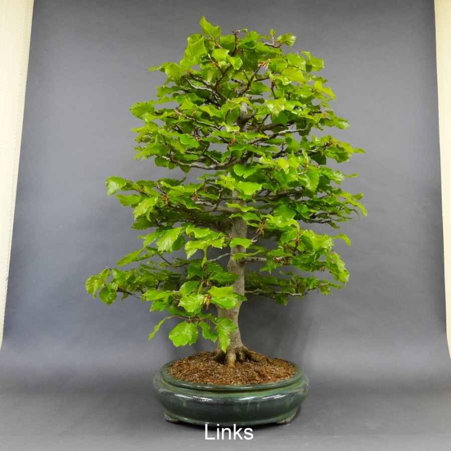 Rotbuche - Fagus sylvatica 20