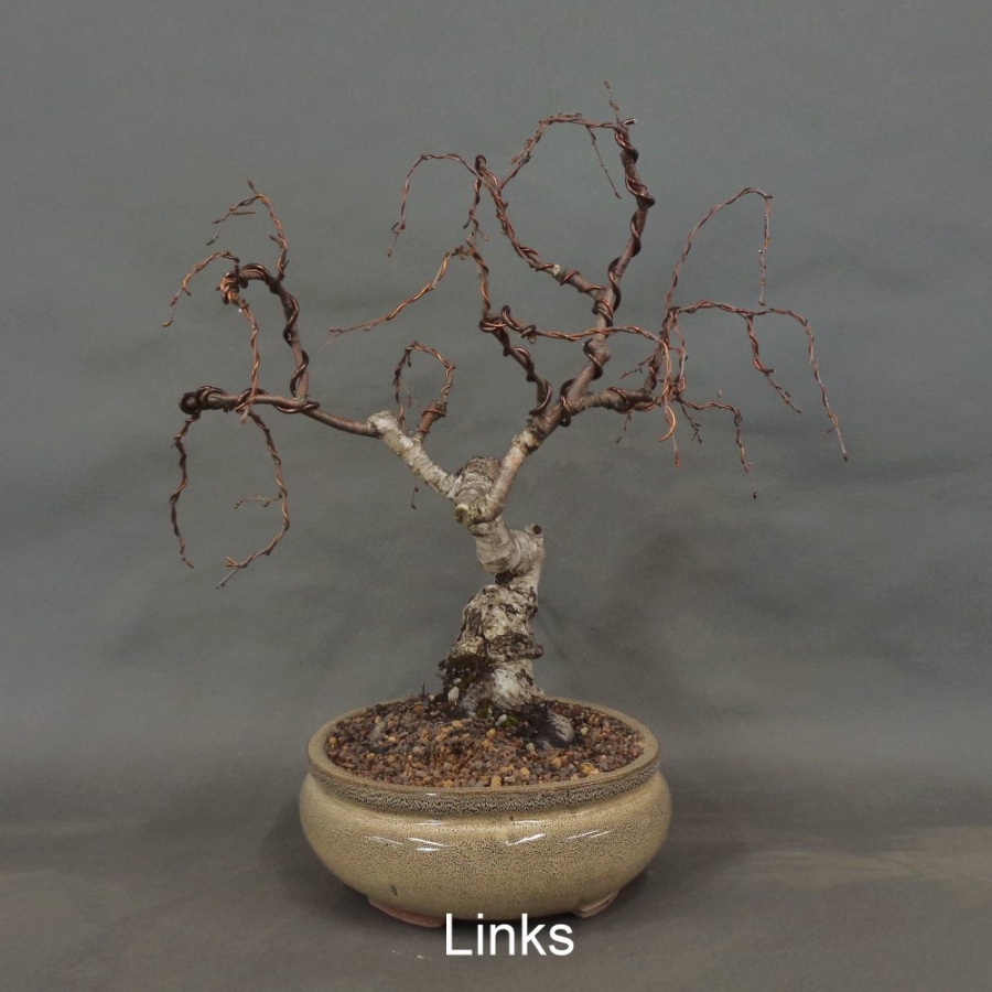 Pre-Bonsai, Sandbirke, Betula pendula
