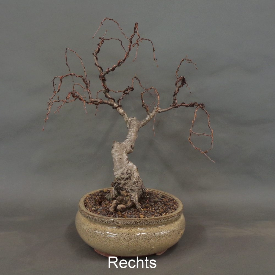 Pre-Bonsai, Sandbirke, Betula pendula