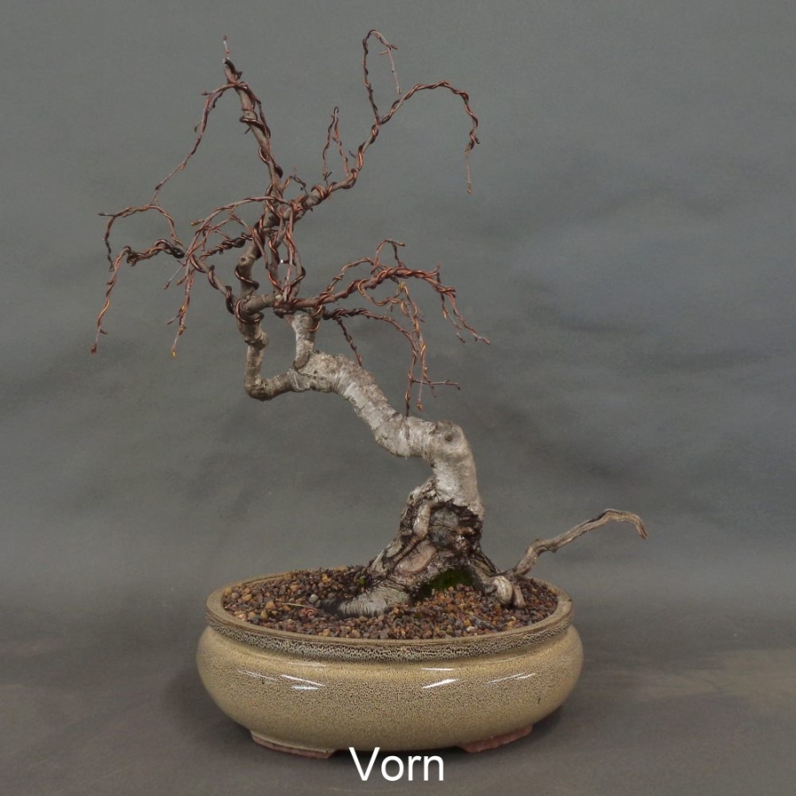 Pre-Bonsai, Sandbirke, Betula pendula
