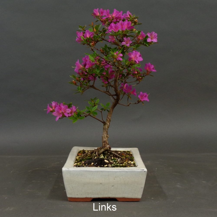Satsuki, Azalee, Bonsai, links